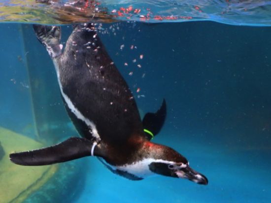 ソウル最大級の水族館！シーライフCOEX割引入場チケット　お得なグループチケットや旅の思い出にぴったりなデジタルフォトプランあり