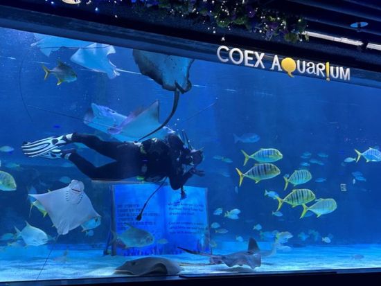 ソウル最大級の水族館！シーライフCOEX割引入場チケット　お得なグループチケットや旅の思い出にぴったりなデジタルフォトプランあり