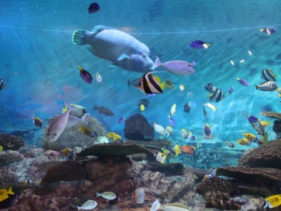 ソウル最大級の水族館！シーライフCOEX割引入場チケット　お得なグループチケットや旅の思い出にぴったりなデジタルフォトプランあり