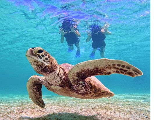 ウミガメシュノーケリングツアー 遭遇率の高さは世界有数！選べるビーチSUPorカヌー付き半日または1日プランも！＜写真無料／宮古島＞