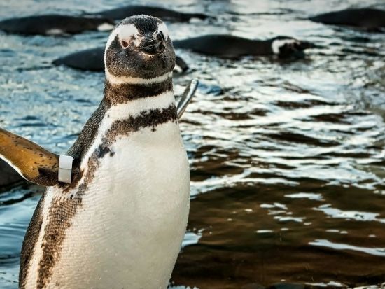 アクアリウム・オブ・ザ・パフィフィック（Aquarium of the Pacific）／太平洋水族館 入場チケット事前予約 by Tiqets