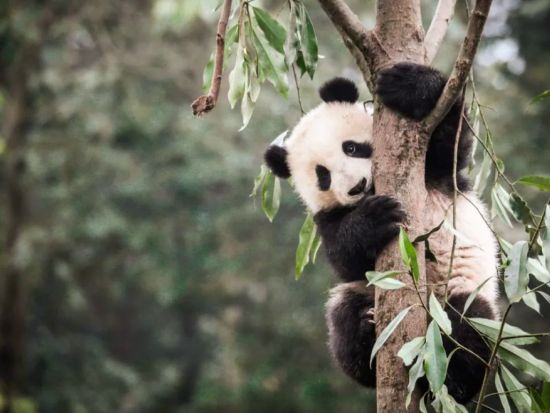 【シャンシャン特集】雅安碧峰峡で飼育員体験のボランティア活動＋昼食時のシャンシャンを観察と再会＜成都発日帰りツアー／専用車・専属ガイド付・昼食付＞