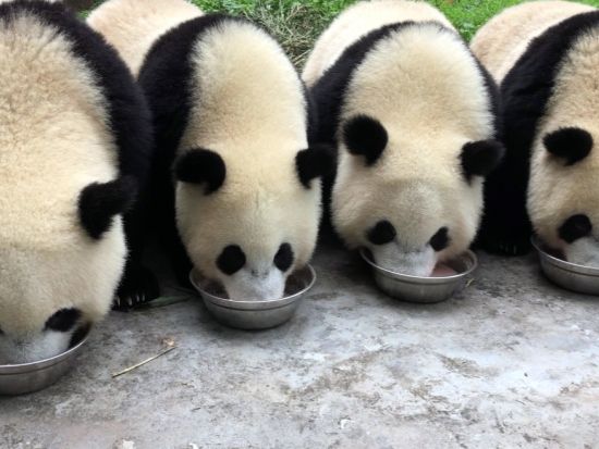 【シャンシャン特集】雅安碧峰峡で飼育員体験のボランティア活動＋昼食時のシャンシャンを観察と再会＜成都発日帰りツアー／専用車・専属ガイド付・昼食付＞