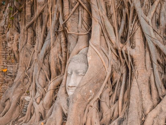 アユタヤ遺跡＋象との触れ合い半日観光ツアー　遺跡サンセット鑑賞も楽しめる！　名物川エビ夕食プラン・ナイトマーケット散策プランあり＜午後／日本語＞
