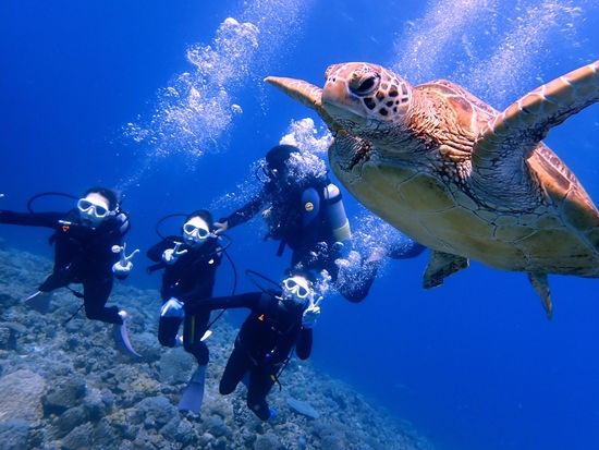 慶良間体験ダイビング（那覇発） 写真と動画を無料プレゼント＜1～2ダイブ／半日＞by 株式会社海結（オーシャンリンクス）