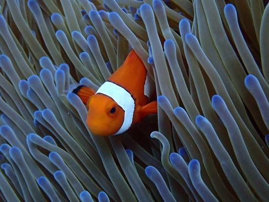 慶良間体験ダイビング（那覇発） 写真と動画を無料プレゼント＜1～2ダイブ／半日＞by 株式会社海結（オーシャンリンクス）