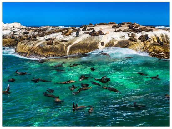 ドイカー島で海洋生物を発見しよう！観光クルーズ＜ケープタウン＞ by Tiqets