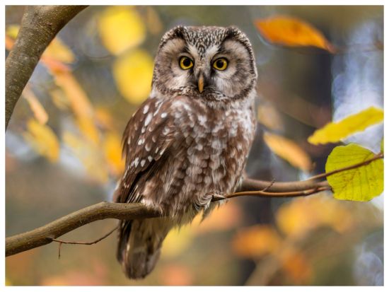 ワールドオブバーズワイルドライフ自然保護区、モンキーパーク:＜入場券／ケープタウン＞ by Tiqets