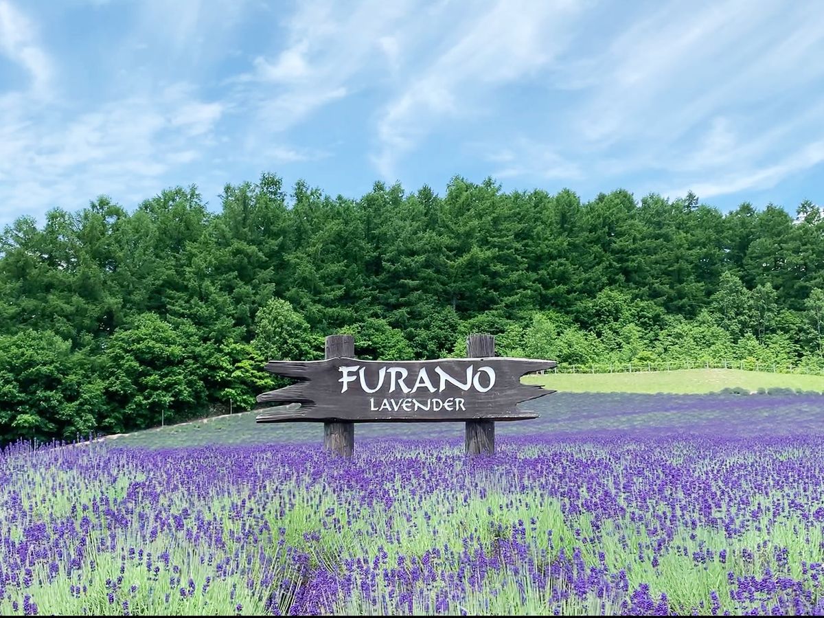 ★富良野・富田ファームの花畑・肉筆油彩画・F6キャンバス ☆富良野・富田ファームの花畑・肉筆油彩画・F6 ☆富良野・富田