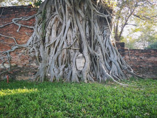 アユタヤ遺跡観光ツアー　タイ民族衣装を着て遺跡巡り＋象と触れ合い体験　プロカメラマンによる写真データ付き＜貸切／昼食／日本語ガイド／送迎＞