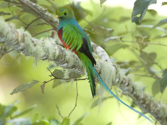 【コスタリカ周遊】観光×バードウォッチングツアー！サンホセ＋フォルトゥーナ＋モンテベルデ＋マヌエルアントニオを巡る旅＜6泊7日／英語ガイド／サンホセ発着＞