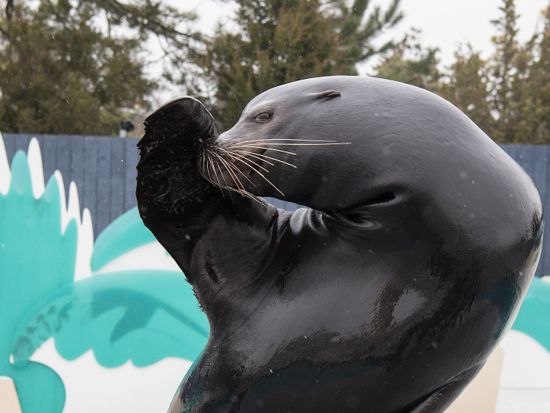 ニューヨーク水族館　入場チケット事前予約 by Tiqets