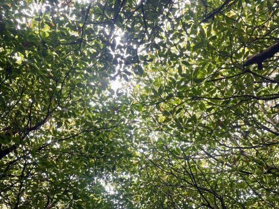 マングローブカヤックツアー 魅力あふれるマングローブジャングルの秘境スポットにご案内＜約1.5時間／写真データ付／宮古島＞