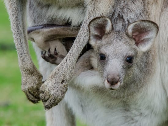 グレートオーシャンロード＆グランピアンズ国立公園 1泊2日宿泊ツアー　日本語音声ガイドアプリあり＜英語ガイド／メルボルン発アデレード着＞