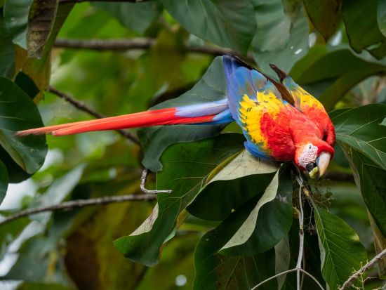 【コスタリカ周遊】観光×バードウォッチングツアー！サンホセ＋フォルトゥーナ＋モンテベルデ＋マヌエルアントニオを巡る旅＜6泊7日／英語ガイド／サンホセ発着＞