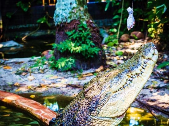 マリンランド クロコダイル パーク（Marineland Crocodile Park）入園チケット　グリーン島にある大迫力のワニ園を訪問＜クルーズ予約別途要＞