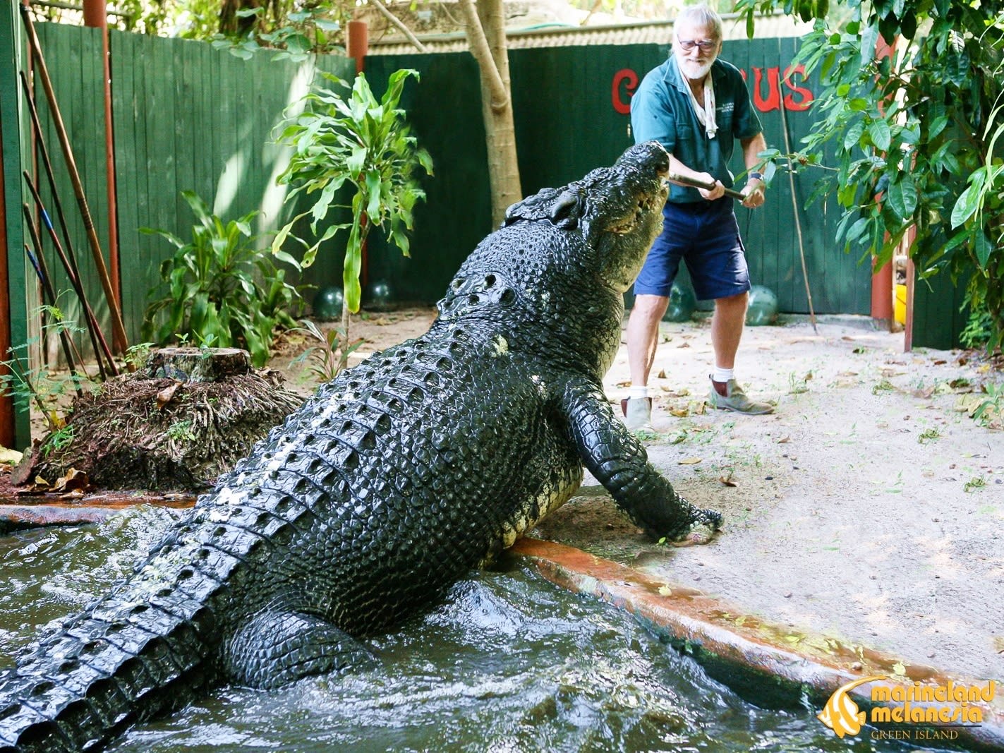 マリンランド クロコダイル パーク（Marineland Crocodile Park）入園チケット  グリーン島にある大迫力のワニ園を訪問＜クルーズ予約別途要＞ | ケアンズの観光・オプショナルツアー専門 VELTRA(ベルトラ)