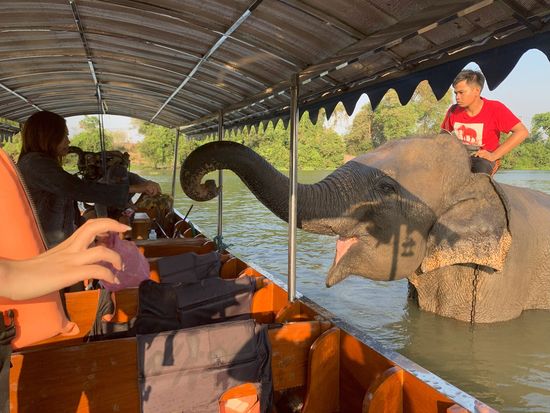 アユタヤ象と触れ合い体験2