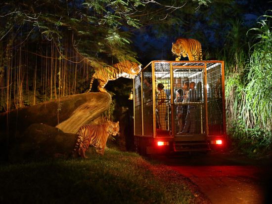 バリサファリ＆マリンパーク　ナイトサファリ　チケット予約・前売り券