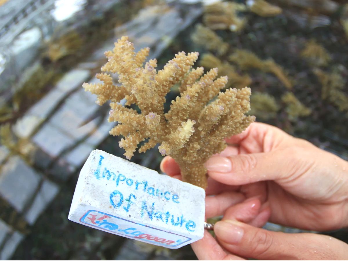 サンゴ苗作り＆養殖場見学「海の環境を楽しく学ぶ」沖縄自然体験型エコ