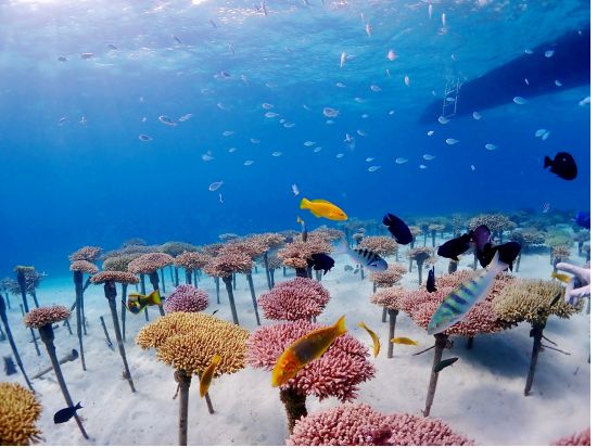 サンゴ苗作り＆養殖場見学「海の環境を楽しく学ぶ」沖縄自然体験型エコツアー　オプションでシュノーケル or ダイビング追加可＜グリーン・フィンズ認定店／恩納村＞