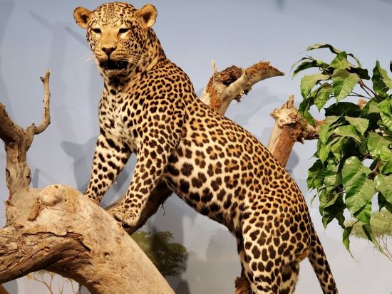 ラスベガス自然史博物館　入場チケット事前予約 by Tiqets