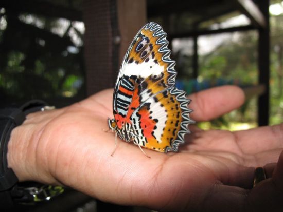 ロッカウイ動物園＆昆虫観察ツアー ＜夕食付き／日本語ガイド／コタキナバル発＞