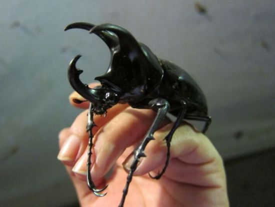 ロッカウイ動物園＆昆虫観察ツアー ＜夕食付き／日本語ガイド／コタキナバル発＞