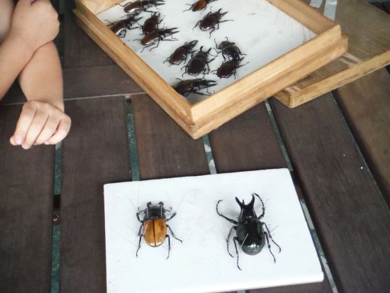 ロッカウイ動物園＆昆虫観察ツアー ＜夕食付き／日本語ガイド／コタキナバル発＞