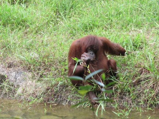 ロッカウイ動物園＆昆虫観察ツアー ＜夕食付き／日本語ガイド／コタキナバル発＞