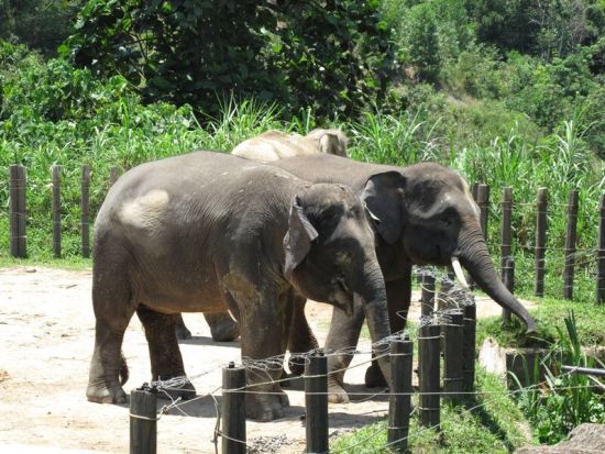 ロッカウイ動物園＆昆虫観察ツアー ＜夕食付き／日本語ガイド／コタキナバル発＞