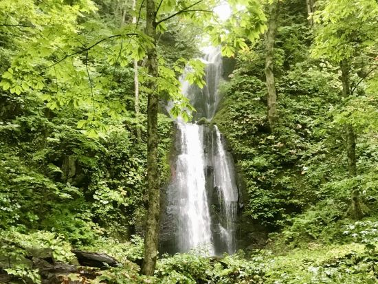 【津軽海峡フェリー直結】早朝から青森満喫！奥入瀬渓流＆蔦沼プライベートツアー　ベテランガイド1日貸切！＜青森フェリーターミナル発着＞