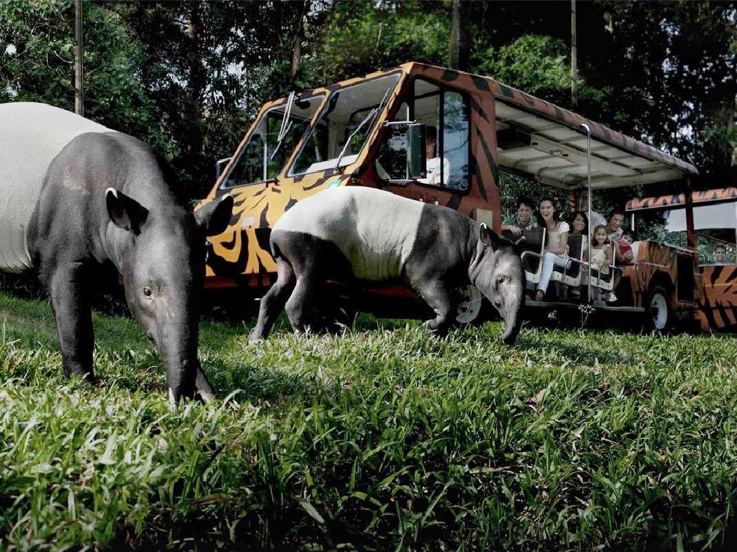 3大動物園(シンガポール動物園、リバーサファリ、ナイトサファリ