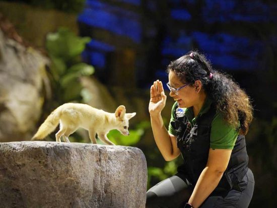 ナイトサファリツアー　マルチランゲージ（日本語音声）トラム確約 アニマルショー鑑賞 ＜入場チケット込／夕食付きプランあり／日本語ガイド／往復送迎＞by JTB 