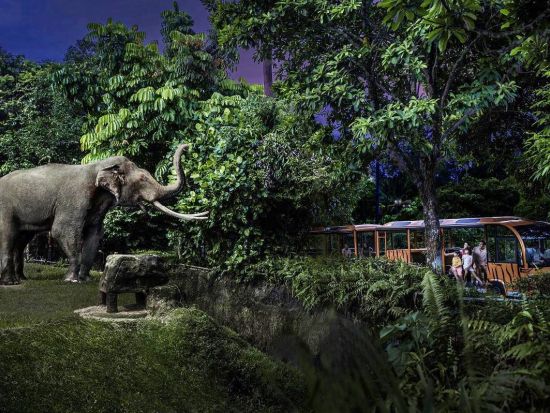 ナイトサファリツアー　マルチランゲージ（日本語音声）トラム確約 アニマルショー鑑賞 ＜入場チケット込／夕食付きプランあり／日本語ガイド／往復送迎＞by JTB 