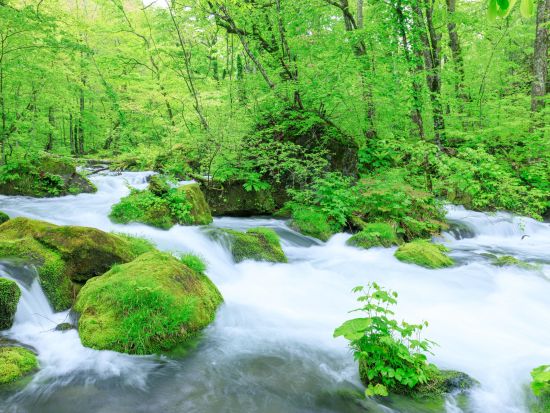 奥入瀬渓流ネイチャーツアー JR青森駅・市内・空港から無料送迎付き約9kmコース石ヶ戸～子ノ口 地元ガイドと一緒に散策！＜4月～11月／1日／奥入瀬館集合可＞