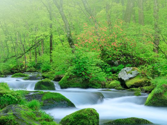 奥入瀬渓流ネイチャーツアー JR青森駅・市内・空港から無料送迎付き約9kmコース石ヶ戸～子ノ口 地元ガイドと一緒に散策！＜4月～11月／1日／奥入瀬館集合可＞