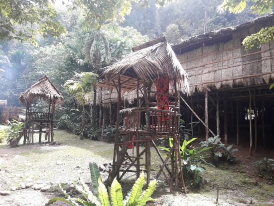 マリマリ文化村訪問＆テングザルとホタル観賞ツアー　ボルネオ島の伝統文化と自然を1日で堪能 ＜日本語ガイド／昼食＆夕食付き／コタキナバル発＞