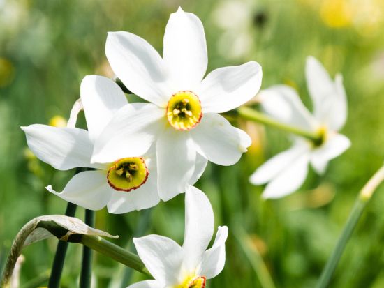 【プライベートツアー】5月15日～31日限定！レマン湖畔の町と「5月の雪」ナルシスの花　レマン湖クルーズ付き＜日本語ガイド／午後／ローザンヌ発＞by[みゅう]