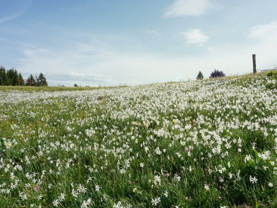 【プライベートツアー】5月15日～31日限定！レマン湖畔の町と「5月の雪」ナルシスの花　レマン湖クルーズ付き＜日本語ガイド／午後／ローザンヌ発＞by[みゅう]