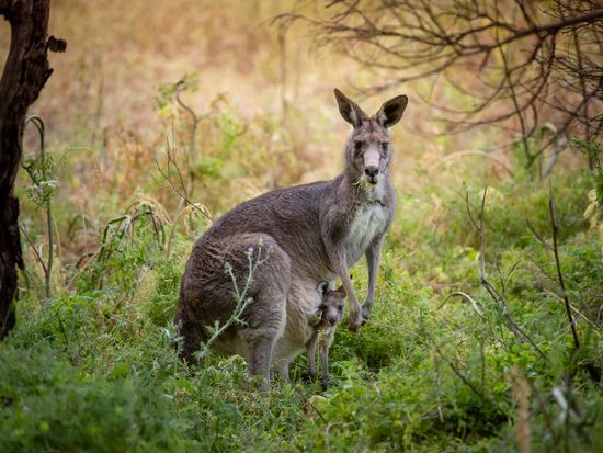 Autopia - GOR Tower Hill Kangaroos Artra Sartracom vv148057-56