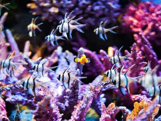 シーライフ・バンコク・オーシャンワールド　チケット予約・前売り券