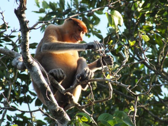 マリマリ文化村訪問＆テングザルとホタル観賞ツアー　ボルネオ島の伝統文化と自然を1日で堪能 ＜日本語ガイド／昼食＆夕食付き／コタキナバル発＞