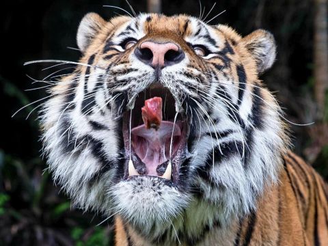バララット・ワイルドライフ・パーク　チケット事前予約