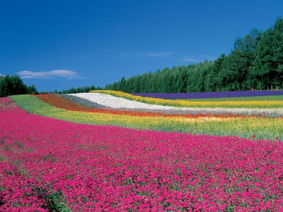 ファーム富田 ③