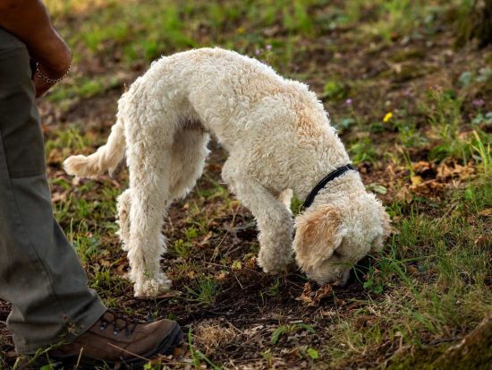 トリュフハンターと行くトリュフ狩りツアー ガヴィワイン試飲付き トリュフ尽くしの食事付きプランあり＜英語／半日／ピエモンテ＞