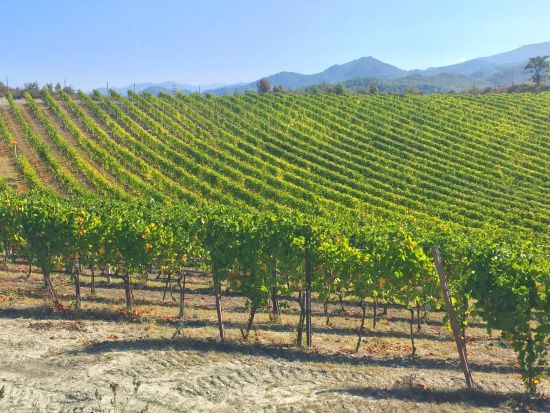 トリュフハンターと行くトリュフ狩りツアー ガヴィワイン試飲付き トリュフ尽くしの食事付きプランあり＜英語／半日／ピエモンテ＞