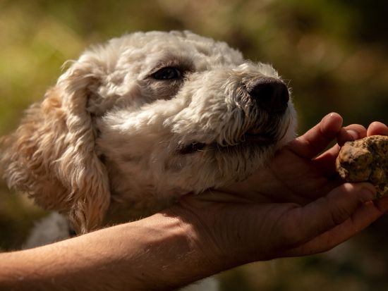 トリュフハンターと行くトリュフ狩りツアー ガヴィワイン試飲付き トリュフ尽くしの食事付きプランあり＜英語／半日／ピエモンテ＞