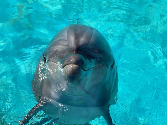 タクシー送迎付き「ドルフィンスイム」でイルカと触れ合い体験＜3時間／奈半利駅発着＞