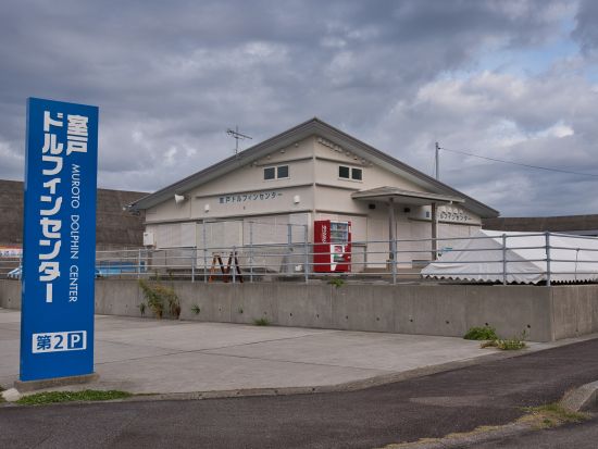 タクシー送迎付き「ドルフィンスイム」でイルカと触れ合い体験＜3時間／奈半利駅発着＞